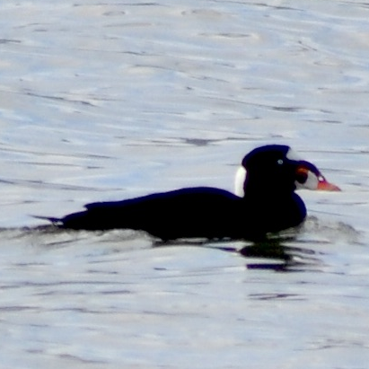 Surf Scoter
